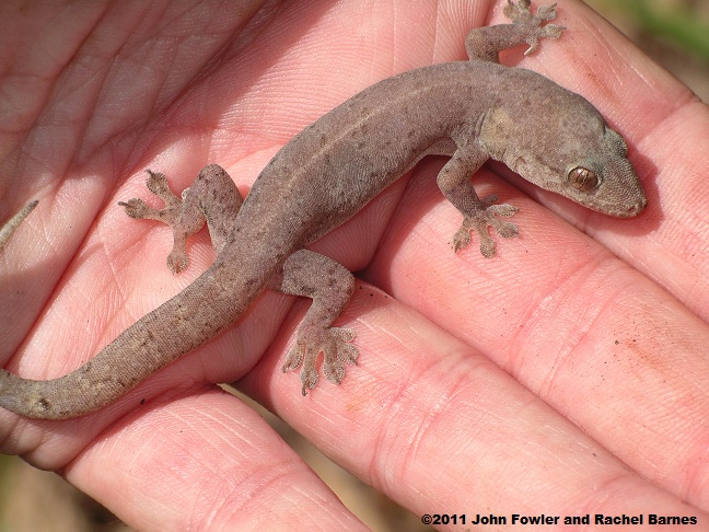 Gehyra australis